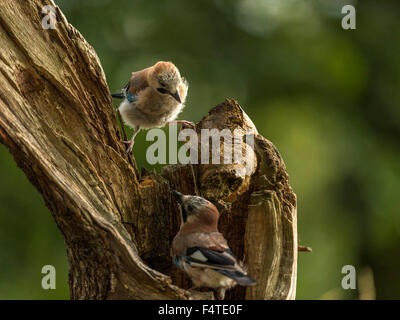 Coppia di ghiandaie raffigurato arroccato su un vecchio legno fatiscente ceppo di albero. 'Isolata contro un illuminato in verde foresta di fondo" Foto Stock