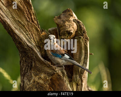 Eurasian Jay raffigurato arroccato su un vecchio legno fatiscente ceppo di albero, bagnata in prima serata dalla luce del sole. Foto Stock