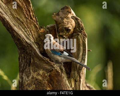 Eurasian Jay raffigurato arroccato su un vecchio legno fatiscente ceppo di albero, bagnata in prima serata dalla luce del sole. Foto Stock