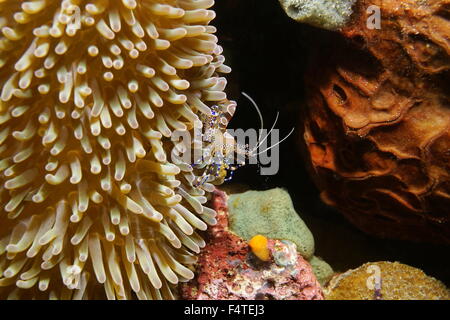 Un pulitore macchiato di gamberi Periclimenes yucatanicus, su un anemone marittimo, il mare dei Caraibi, Panama America Centrale Foto Stock