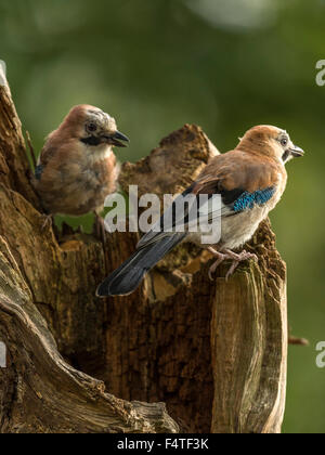 Coppia di ghiandaie raffigurato arroccato su un vecchio legno fatiscente ceppo di albero. 'Isolata contro un illuminato in verde foresta di fondo" Foto Stock