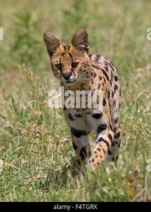 Serval a piedi Foto Stock