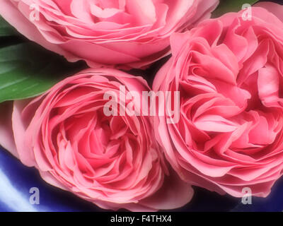 Fiori, dolcemente, rose, rosso, fioriture, Foto Stock