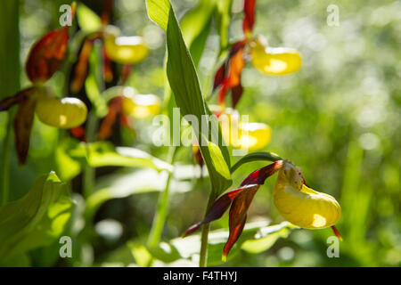 Pianella della Madonna in Randen, Foto Stock