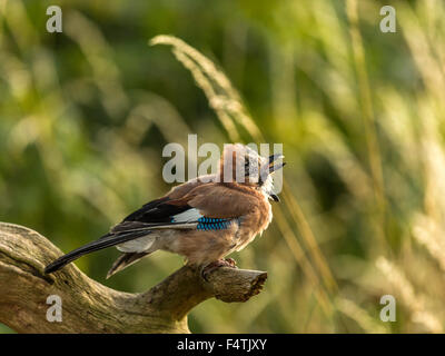 Eurasian Jay raffigurato arroccato su un vecchio legno fatiscente ceppo di albero, bagnata in prima serata dalla luce del sole. Foto Stock