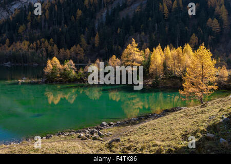 Lac de Derborence, Svizzera canton Vallese, lago di montagna, lago, area di frana, riserva naturale, autunno, larici Foto Stock