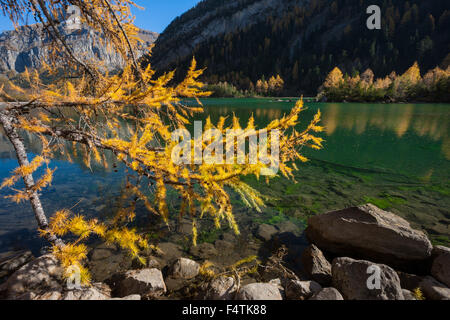 Lac de Derborence, Svizzera canton Vallese, lago di montagna, lago, area di frana, riserva naturale, autunno, larici Foto Stock