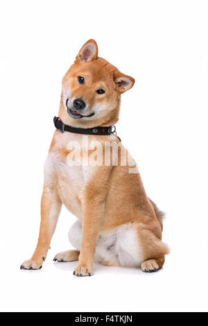 La Shina Inu davanti a uno sfondo bianco Foto Stock