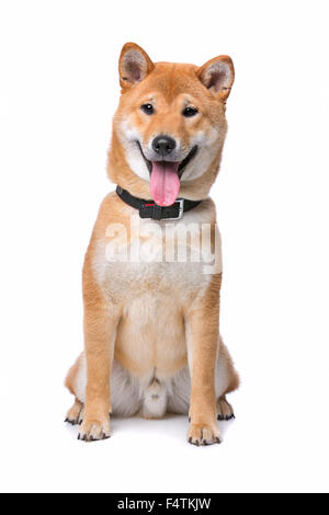 Shiba Inu davanti a uno sfondo bianco Foto Stock