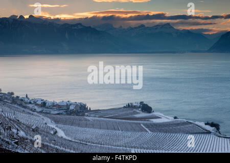 Rivaz, Svizzera, del cantone di Vaud, sul lago di Ginevra, Leman, vigneti, viticoltura, mattina, crepuscolo, crepuscolo, Foto Stock