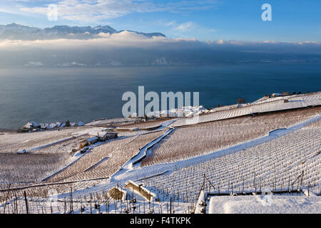 Rivaz, Svizzera, del cantone di Vaud, sul lago di Ginevra, Leman, vigneti, viticoltura, villaggio, la luce del mattino Foto Stock