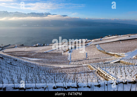 Rivaz, Svizzera, del cantone di Vaud, sul lago di Ginevra, Leman, vigneti, viticoltura, villaggio, la luce del mattino Foto Stock