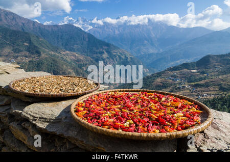 Peperoncino rosso su un piatto di legno che si asciuga al sole Foto Stock