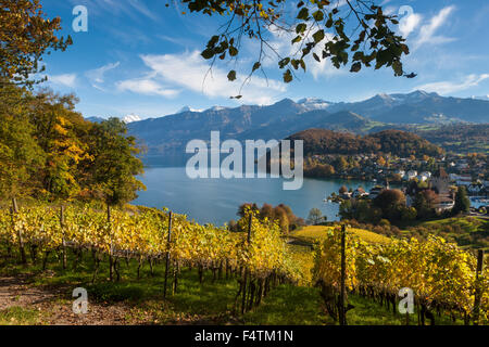 Spiez, Svizzera, canton Berna Oberland bernese, il lago di Thun e il lago, vigneto, viticoltura, autunno Foto Stock