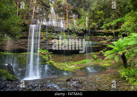 Cascate Russell, Australia Tasmania, campo di montaggio, parco nazionale, cascata, alberi di felce Foto Stock
