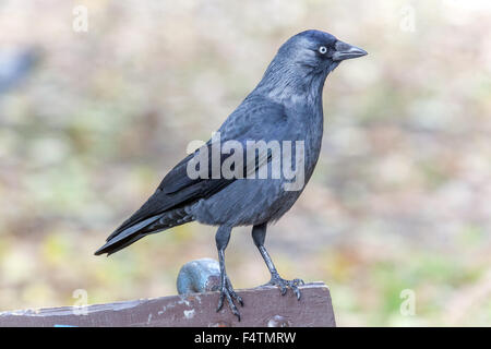 La cornacchia, Coloeus monedula Foto Stock