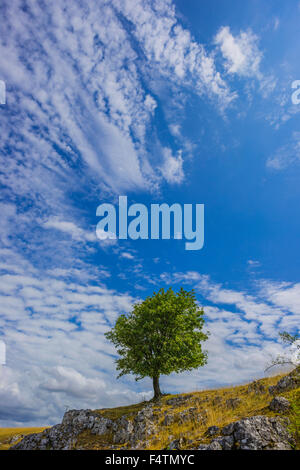 Baden-Wurttemberg, albero, faggio, Germania, albero singolo, Eselsburger valley, Europa, Fagus sylvatica, fogliame tree, greenbelt, recr Foto Stock