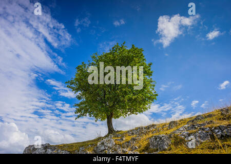 Baden-Wurttemberg, albero, faggio, Germania, albero singolo, Eselsburger valley, Europa, Fagus sylvatica, fogliame tree, greenbelt, recr Foto Stock