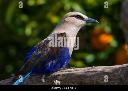 Blu, rullo panciuto, Coracias cyanogaster, uccello Foto Stock