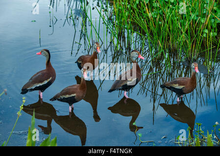 Nero fischio panciuto duck, Dendrocygna autumnalis, anatra, uccello Foto Stock
