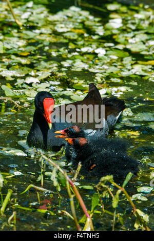 Comune, moorhen Gallinula chloropus, moorhen, uccello Foto Stock