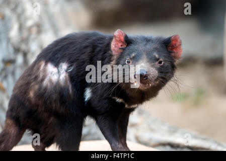 Diavolo della Tasmania, Sarcophilus harrisii, animale Foto Stock
