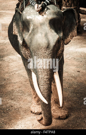 Elefante asiatico in uno dei tanti campi di elefante al di fuori del Pai, vicino a Chiang Mai, Thailandia. Foto Stock