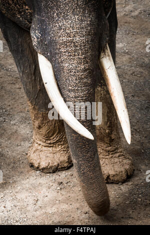 Elefante asiatico in uno dei tanti campi di elefante al di fuori del Pai, vicino a Chiang Mai, Thailandia. Foto Stock