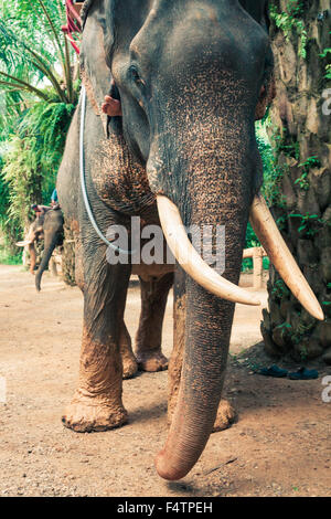 Elefante asiatico in uno dei tanti campi di elefante al di fuori del Pai, vicino a Chiang Mai, Thailandia. Foto Stock