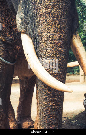 Elefante asiatico in uno dei tanti campi di elefante al di fuori del Pai, vicino a Chiang Mai, Thailandia. Foto Stock