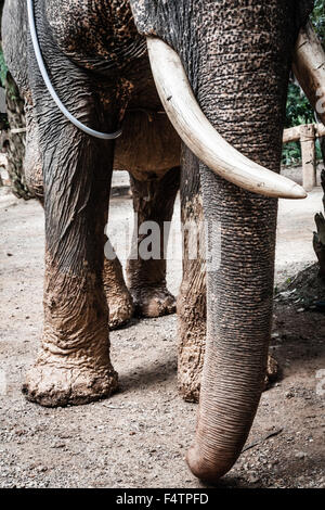 Elefante asiatico in uno dei tanti campi di elefante al di fuori del Pai, vicino a Chiang Mai, Thailandia. Foto Stock