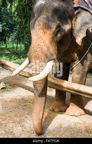 Elefante asiatico in uno dei tanti campi di elefante al di fuori del Pai, vicino a Chiang Mai, Thailandia. Foto Stock