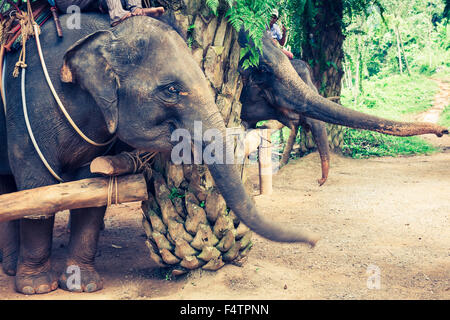 Elefante asiatico in uno dei tanti campi di elefante al di fuori del Pai, vicino a Chiang Mai, Thailandia. Foto Stock