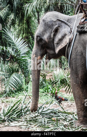 Elefante asiatico in uno dei tanti campi di elefante al di fuori del Pai, vicino a Chiang Mai, Thailandia. Foto Stock