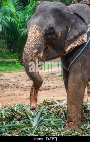 Elefante asiatico in uno dei tanti campi di elefante al di fuori del Pai, vicino a Chiang Mai, Thailandia. Foto Stock