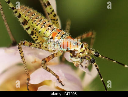 In prossimità di una verde e arancione ninfa Katydid su un fiore Foto Stock