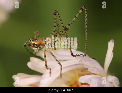 In prossimità di una verde e arancione ninfa Katydid su un fiore Foto Stock