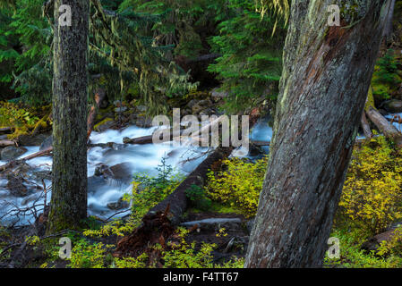 Jofre Creek scorre attraverso i boschi in Pemberton BC, Canada. Foto Stock