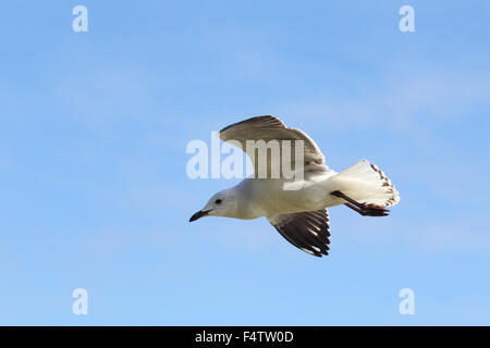 Argento (gabbiano Chroicocephalus novaehollandiae) volare sopra il lago di re in Lakes Entrance, Victoria, Australia. Foto Stock