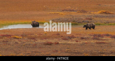 Un orso grizzly (Ursus arctos) stabilisce in attesa per una mucca alci (Alces alces). Un confronto tra i due animali ha portato a t Foto Stock