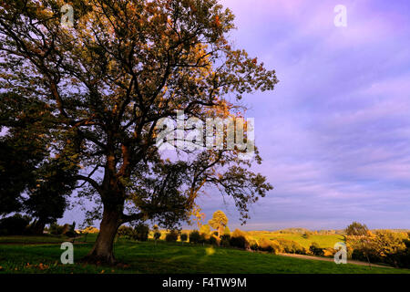 Tedstone Delamere è un villaggio in Herefordshire, Inghilterra, NE DI Bromyard servita da St James' chiesa adiacente alla corte Foto Stock