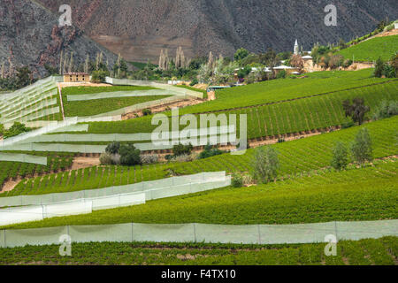 La molla vigna. Valle Elqui, Ande parte del Deserto di Atacama nella regione di Coquimbo, in Cile Foto Stock