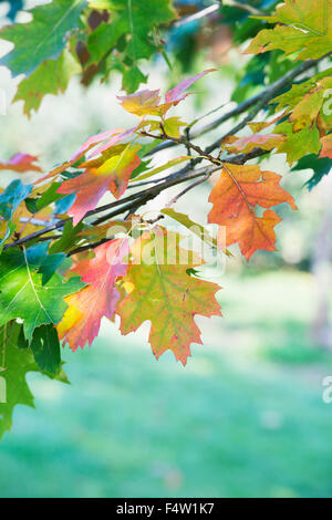 Quercus palustris 'pendula". Pin di foglie di quercia in autunno a cambiare colore. Regno Unito Foto Stock