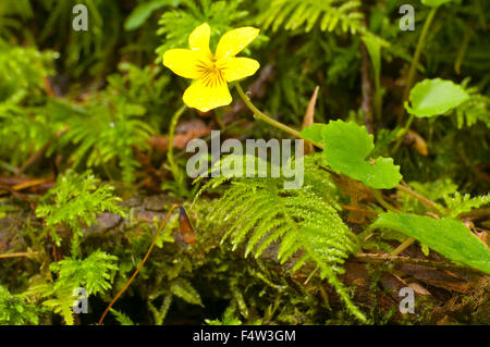 Oregon wood sorrel (Oxalis oregana), Silver Falls State Park, Oregon Foto Stock