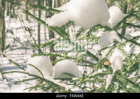 Rami di abete rosso con la neve in inverno forest Foto Stock