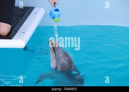 Clearwater, Florida, Stati Uniti d'America. 23 Dic, 2013. I bambini si incontrano un delfino in Clearwater Acquario. La Clearwater acquario dove la vita marina centro di salvataggio è casa di inverno il Dolphin, star e l ispirazione del film di successo e il racconto dei delfini e il racconto dei delfini 2, sia girato in location. Il centro è specializzato in soccorso, riabilitazione e rilascio di delfini e altri animali marini. © Ruaridh Stewart/ZUMA filo/ZUMAPRESS.com/Alamy Live News Foto Stock