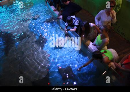 Clearwater, Florida, Stati Uniti d'America. 23 Dic, 2013. I bambini si incontrano raggi e pesce in Clearwater Acquario. La Clearwater acquario dove la vita marina centro di salvataggio è casa di inverno il Dolphin, star e l ispirazione del film di successo e il racconto dei delfini e il racconto dei delfini 2, sia girato in location. Il centro è specializzato in soccorso, riabilitazione e rilascio di delfini e altri animali marini. © Ruaridh Stewart/ZUMA filo/ZUMAPRESS.com/Alamy Live News Foto Stock