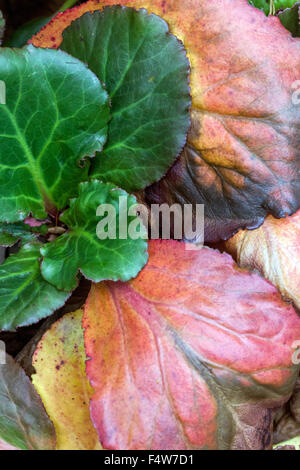 Bergenia cordifolia, foglie di autunno Foto Stock