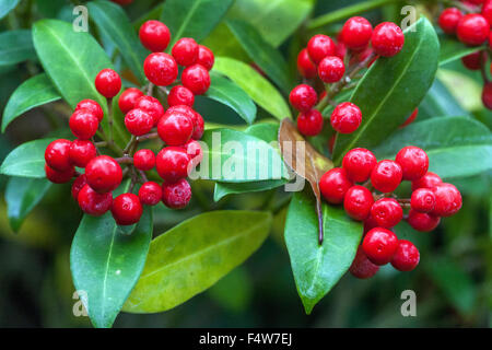 Arbusto sempreverde Skimmia japonica con piante di bacche rosse Foto Stock