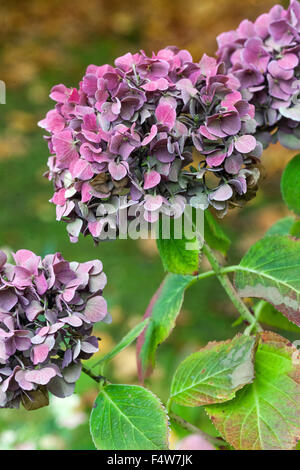 Hydrangea macrophylla ' Miss Hepburn' fiori secchi autunnali teste di testa Foto Stock